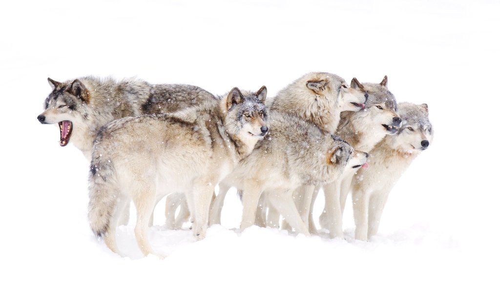 What is a wolf pack mentality?